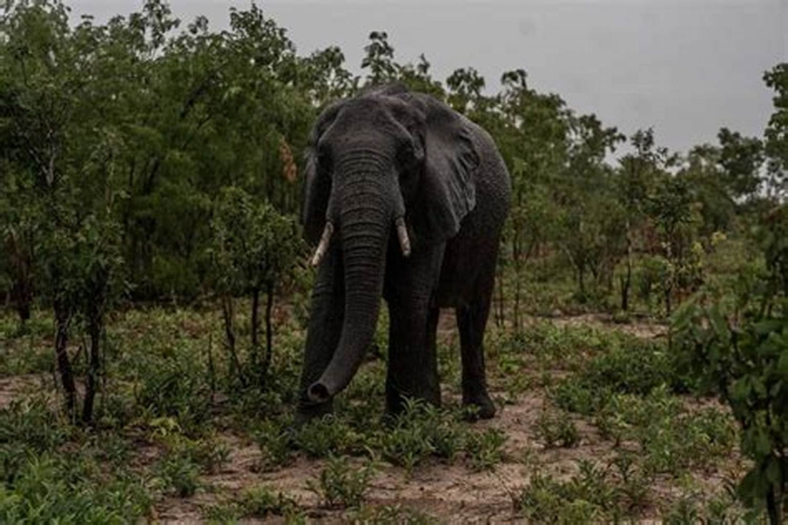 OMONDO ENVIRONNEMENT - Le Zimbabwe va abattre 200 éléphants pour lutter contre la sécheresse